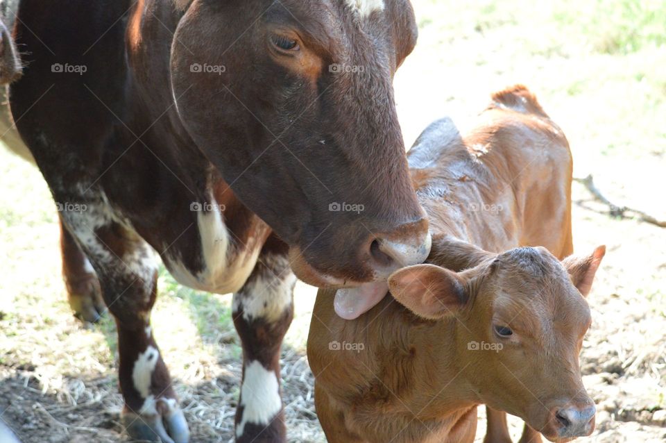 Mama Shorthorn cow and her calf. 