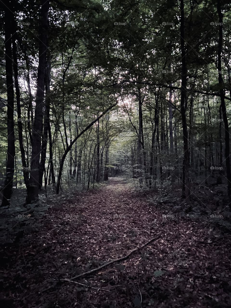 Walking down a forest path toward a creek. It’s dark early in the morning but there’s light ahead.