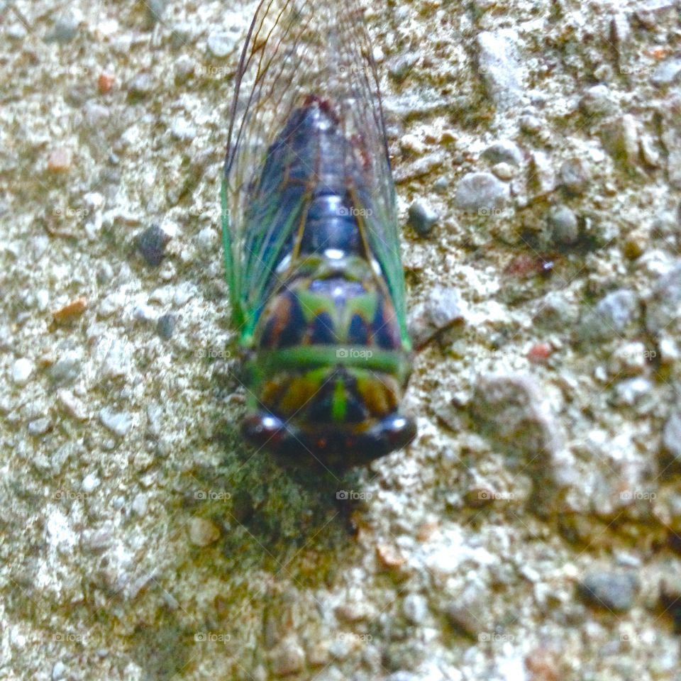 Cicada Bug 2