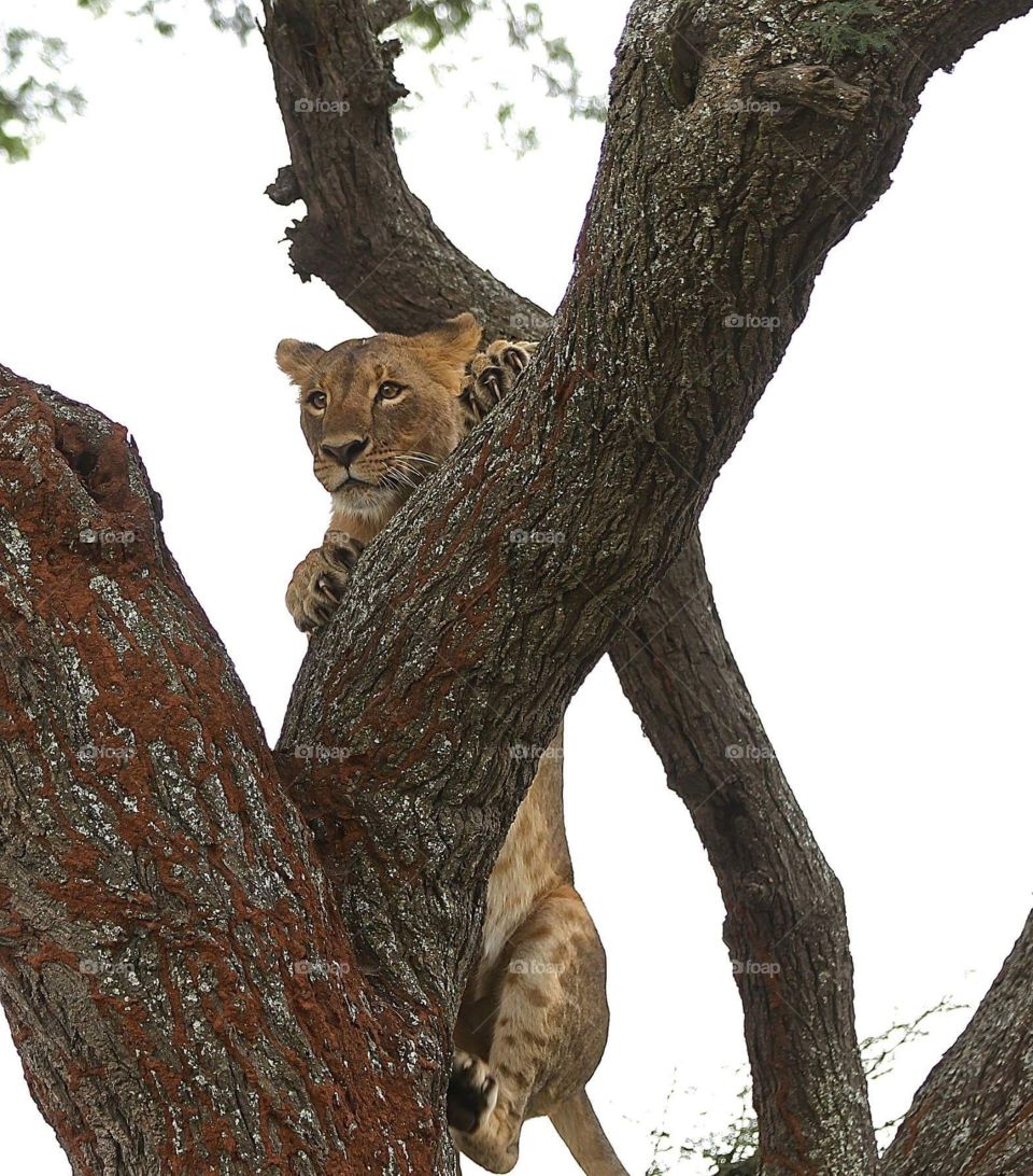 Lion on tree 