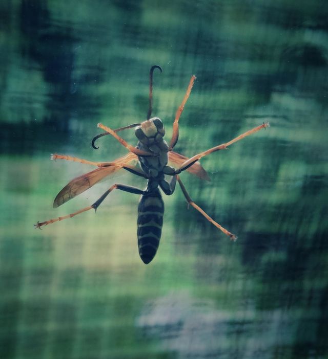 curious wasp peeking into the house