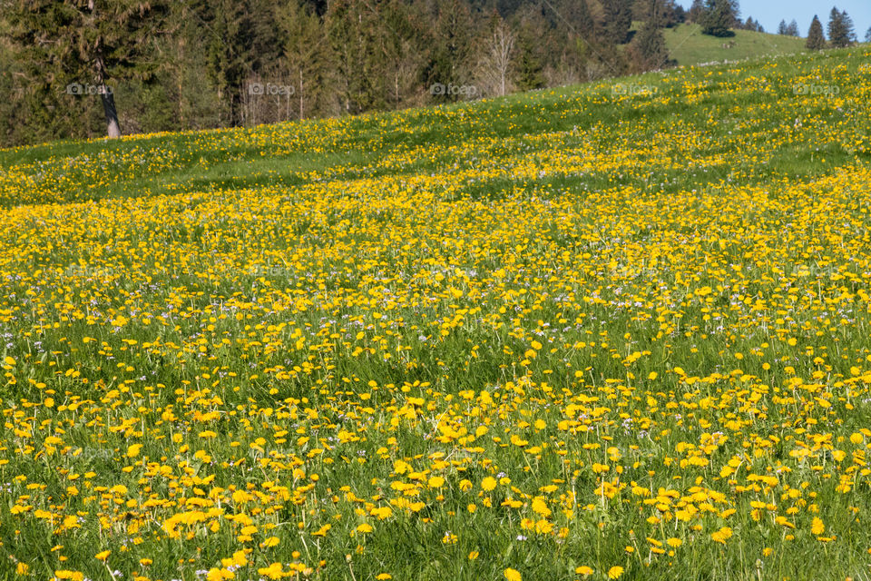 Field of wildflowers