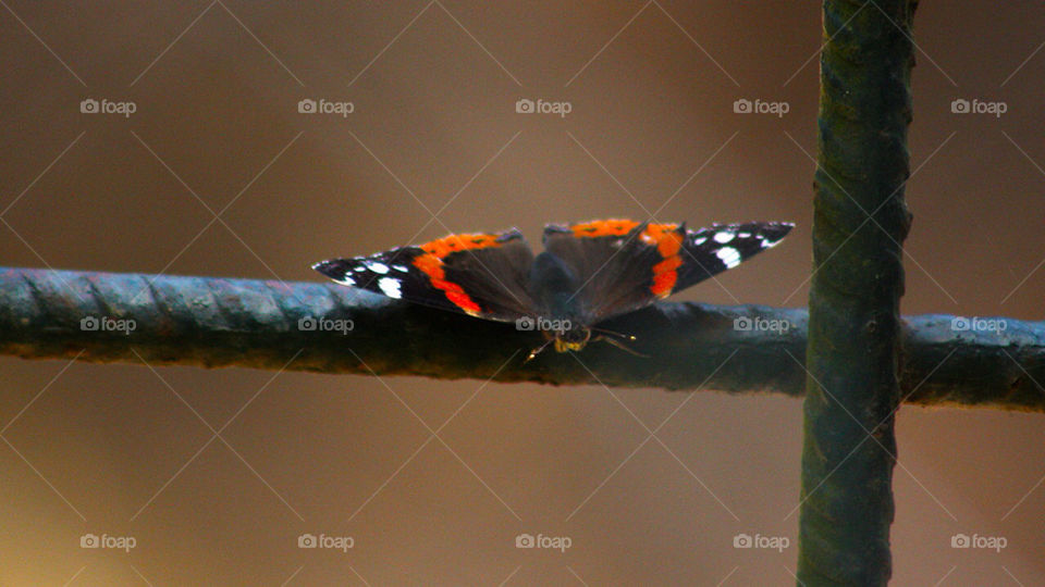 butterfly monarch danaus plexippus by ketysnes
