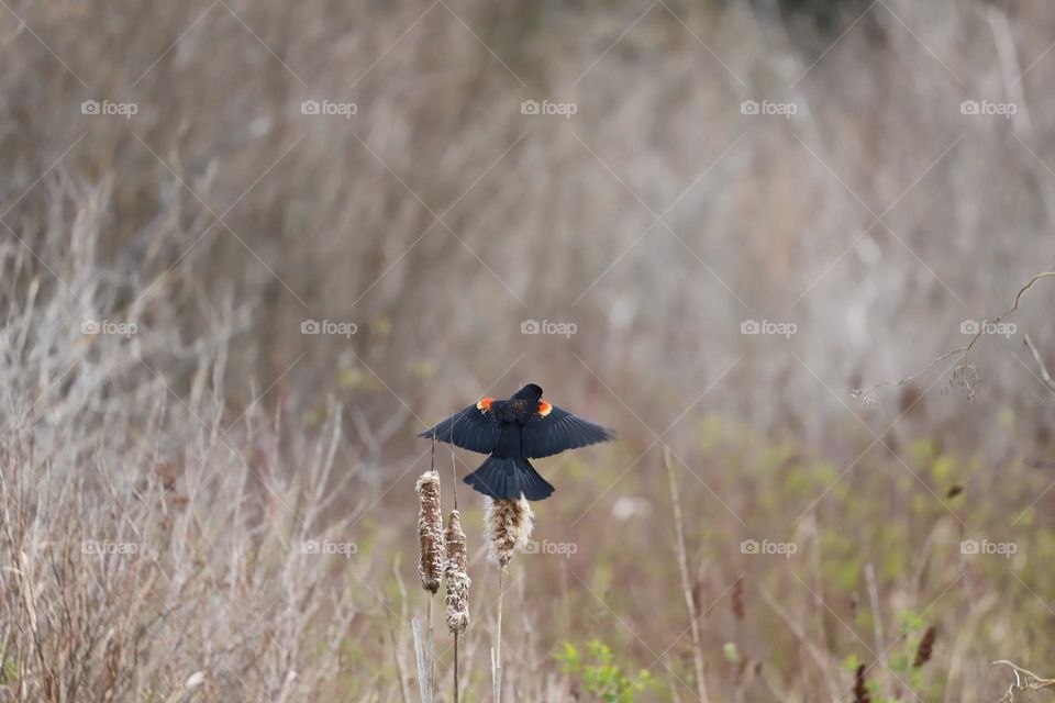 Red winged black bird perched on tall grass