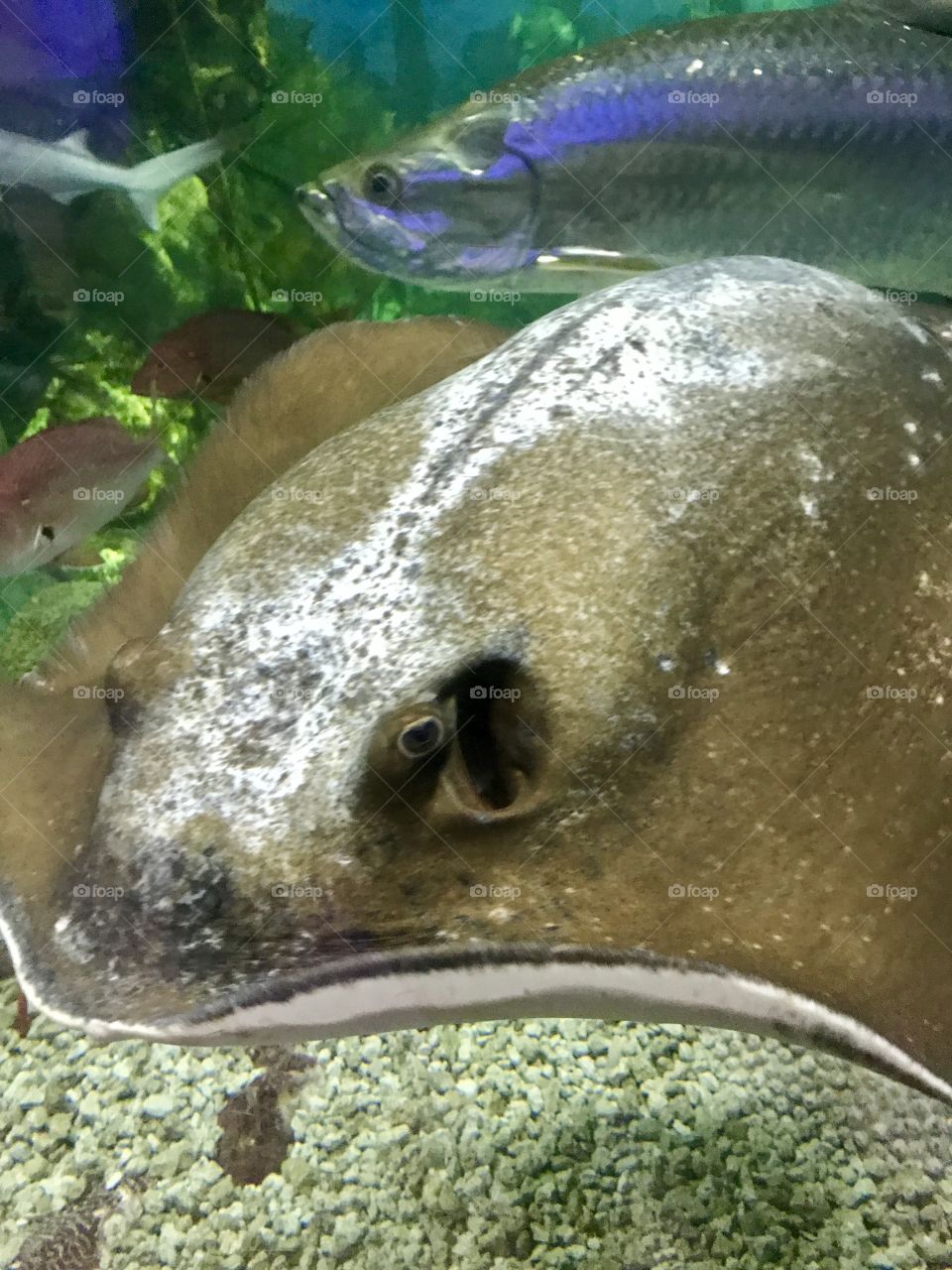Close up image of a shiny sting ray majestically floating along underwater