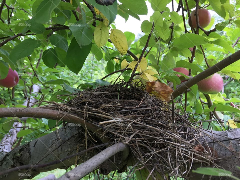 Empty bid nest in an apple tree