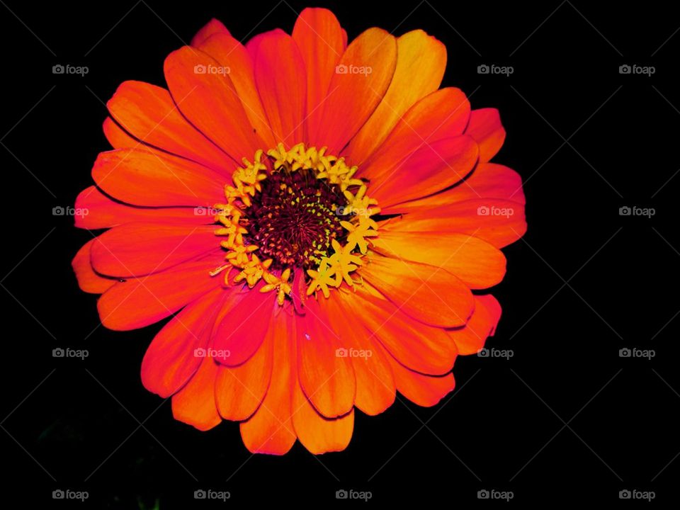 Orange flower