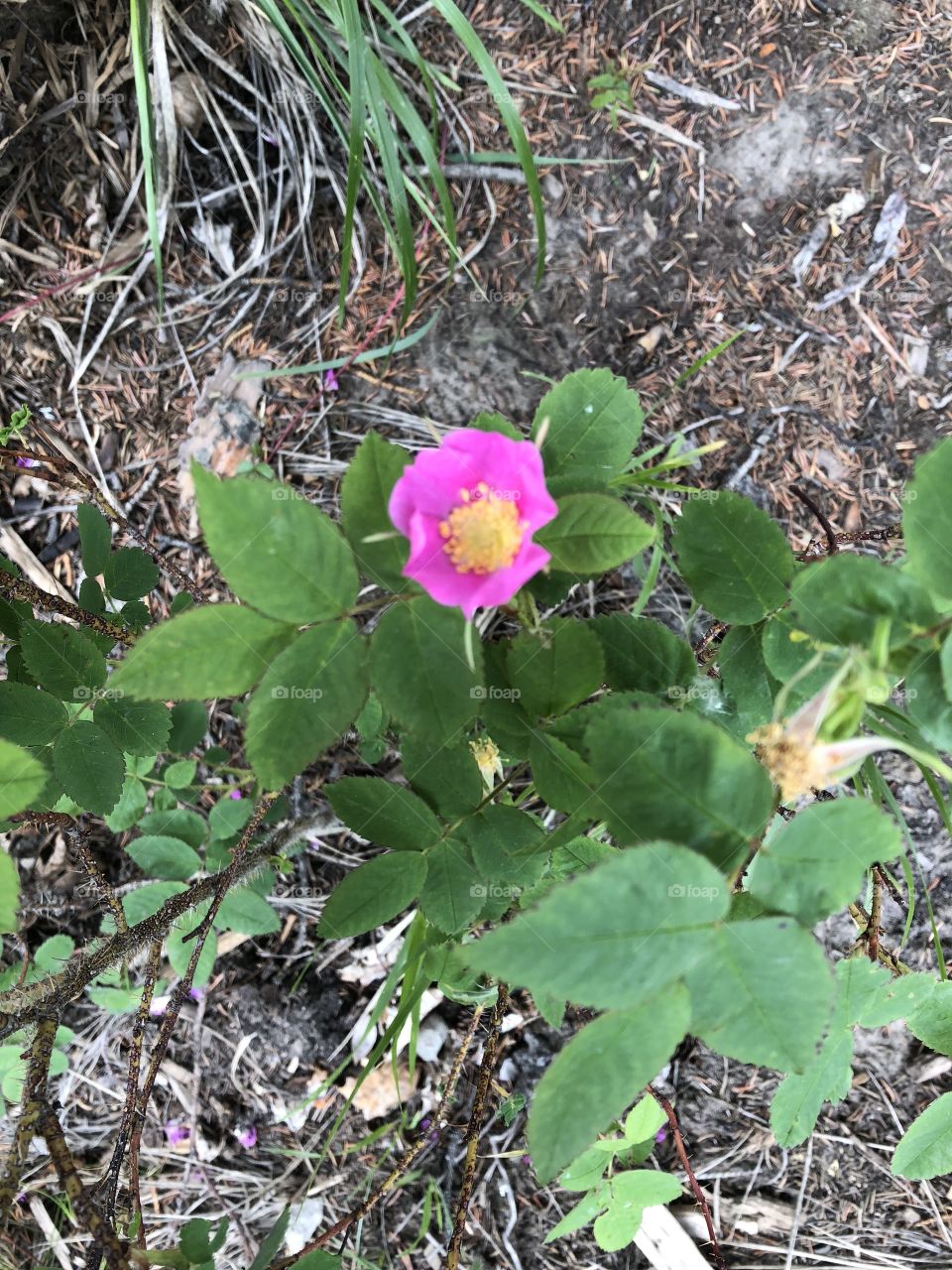 Alberta Wild Rose part 2 