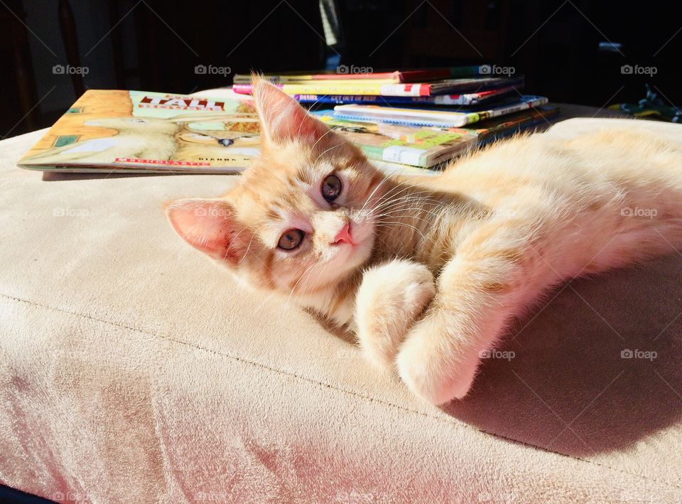 Darling little orange tabby kitten laying on couch by stack of children’s books!! 