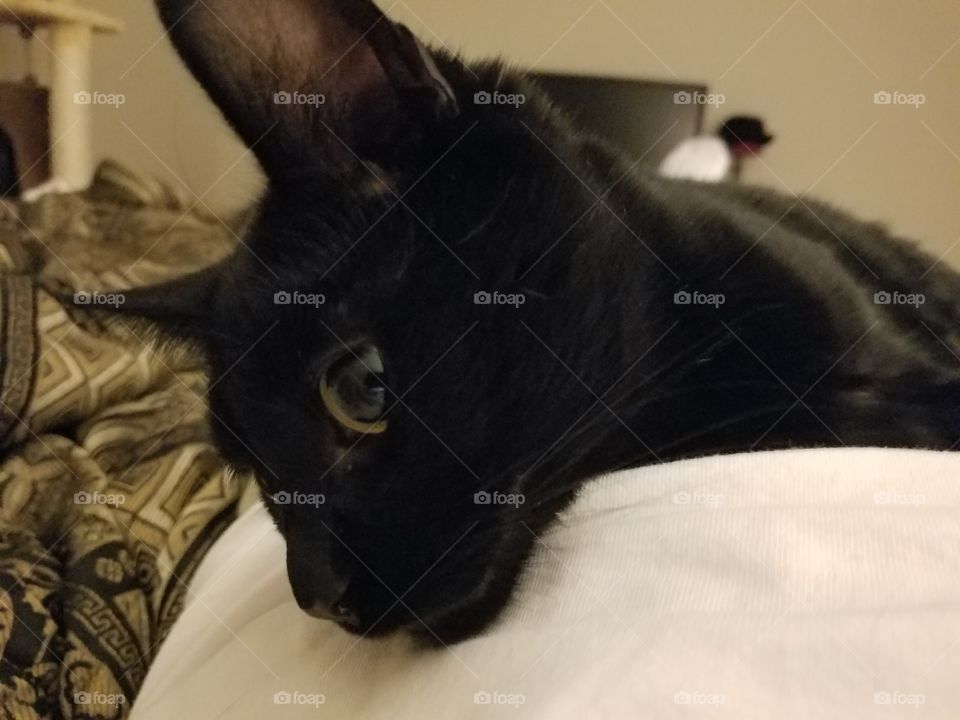 Cat, Bed, Mammal, Portrait, One