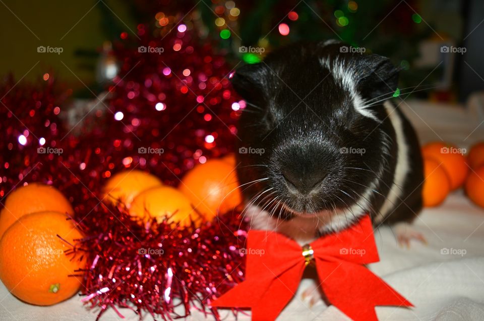 Guinea pig and christmas decorations