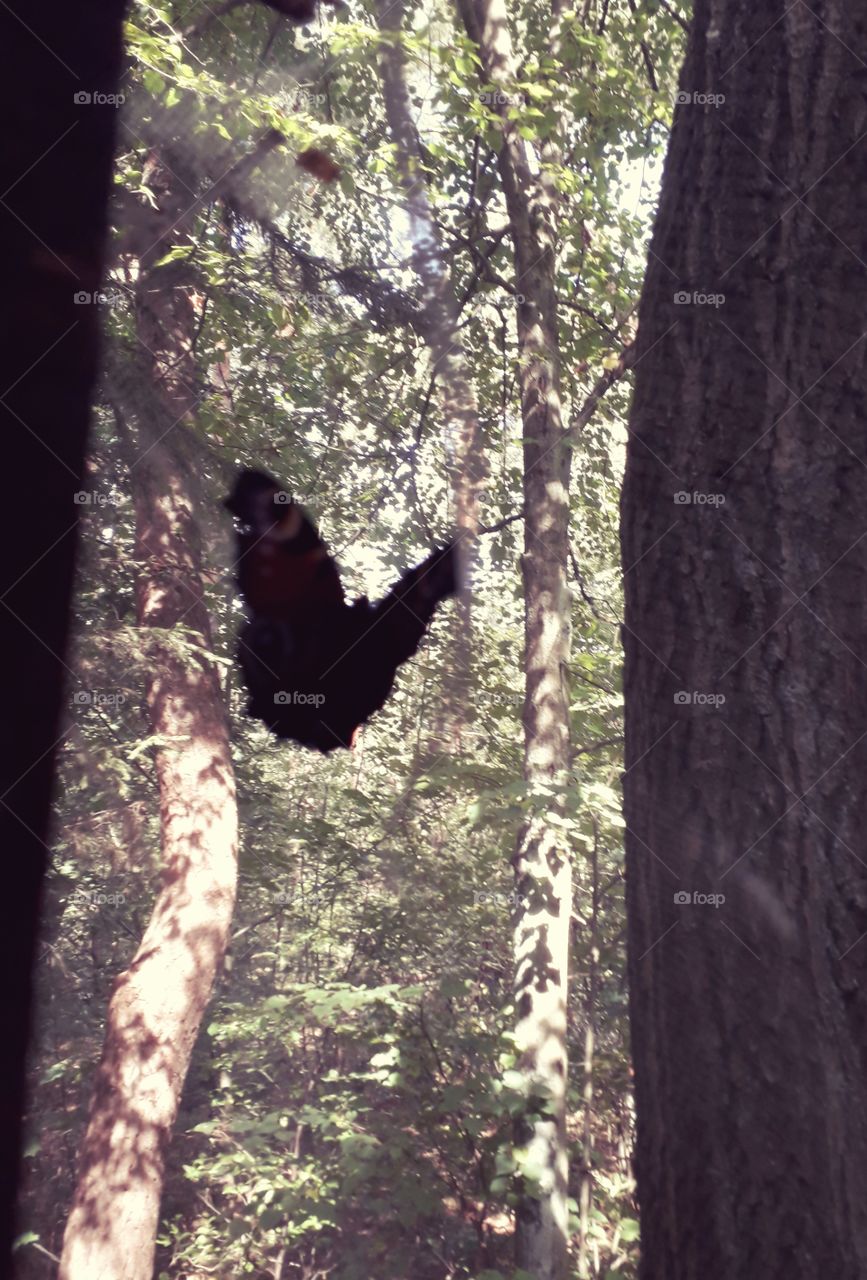 silhouette of a butterfly in a forest at mid-day