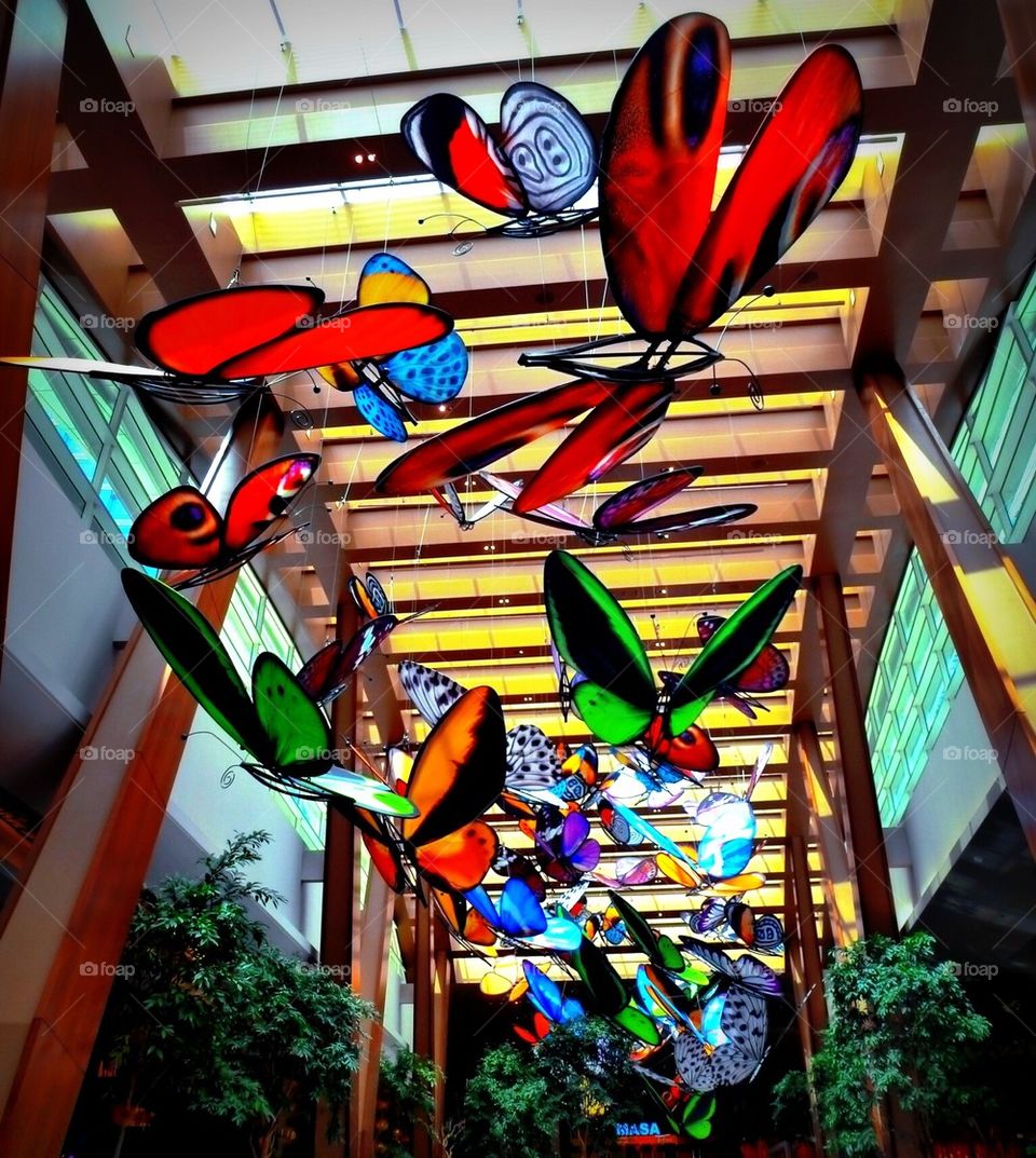 Butterflies in Flight