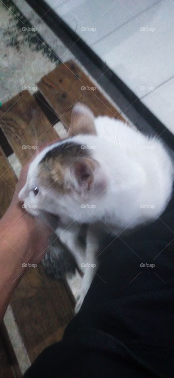 The cat's spoiled bite on the master.