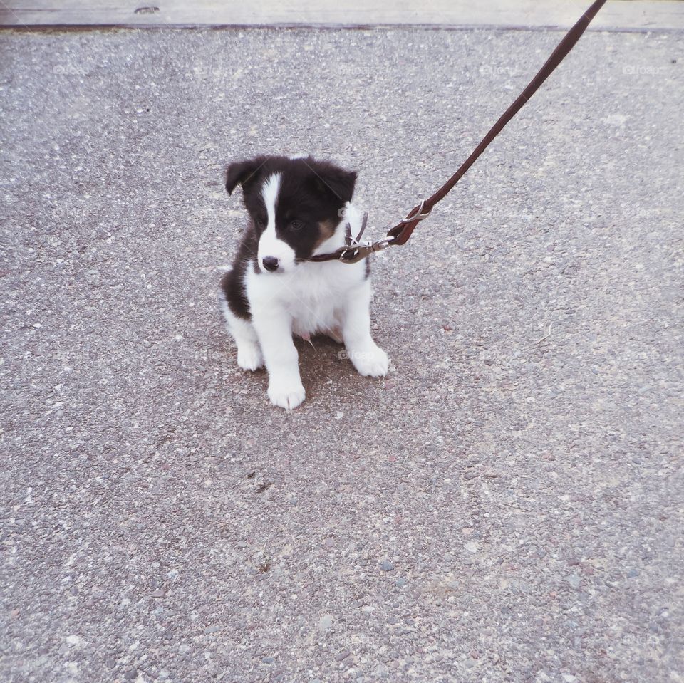 Farm Pup