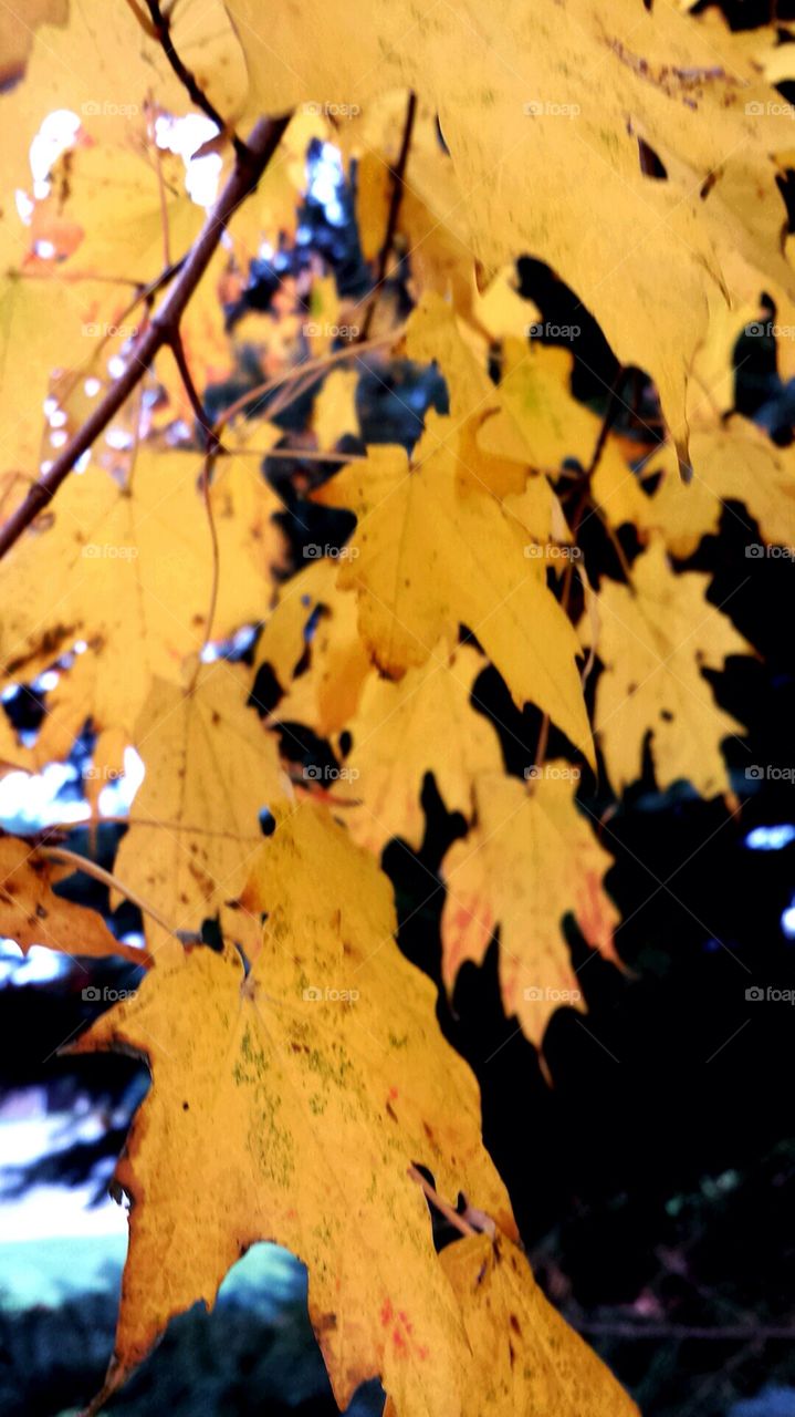 Maple Leaves Yellow