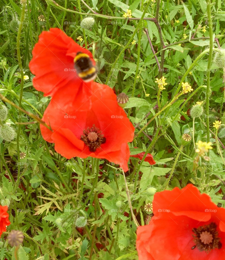 Bumblebee in poppies meadow 