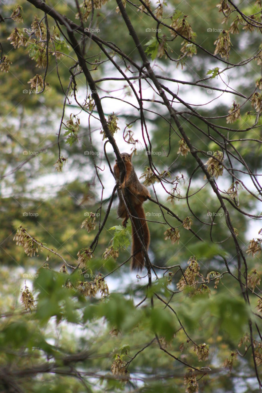 Fox squirrel. Fox squirrel taking a break, lounging on a branch 