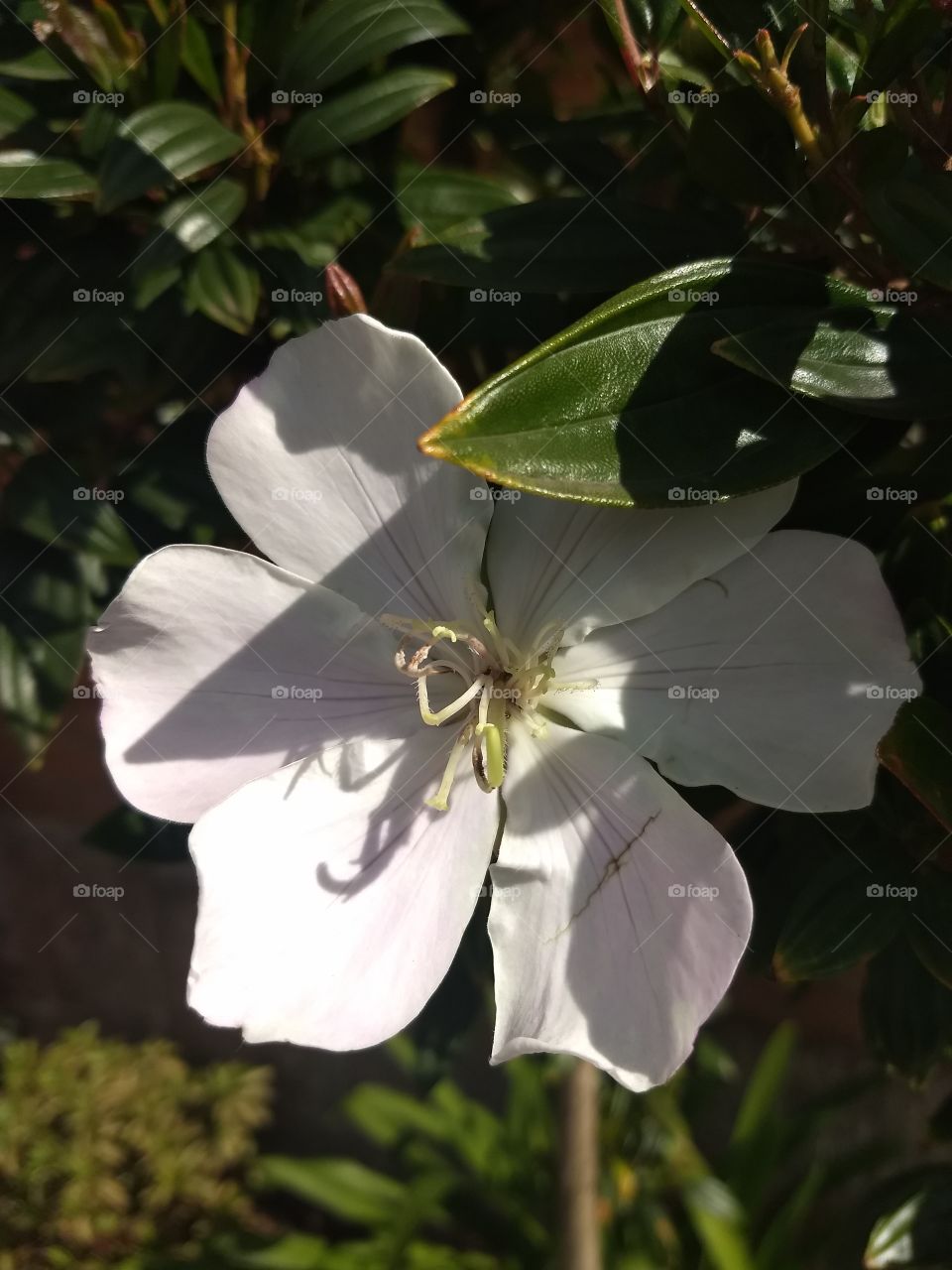 leaf shadow on a white flower