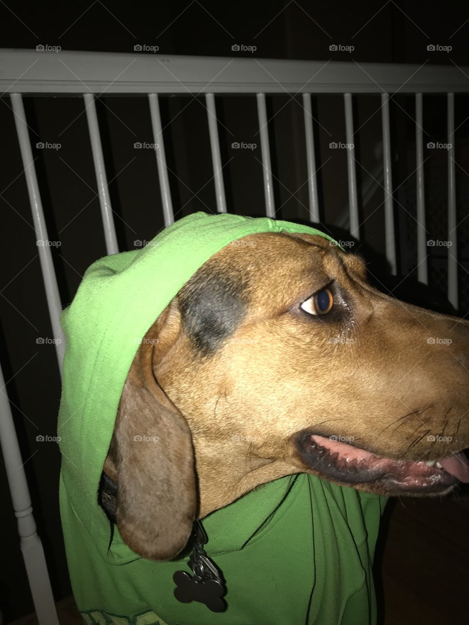 Cool dog with a green hoodie what a wonderful hound that’s loved