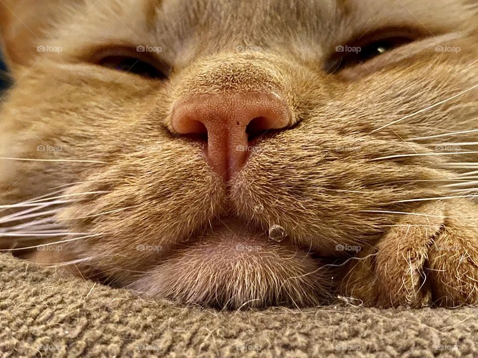 Close-up of a sleeping cat with drool on her face