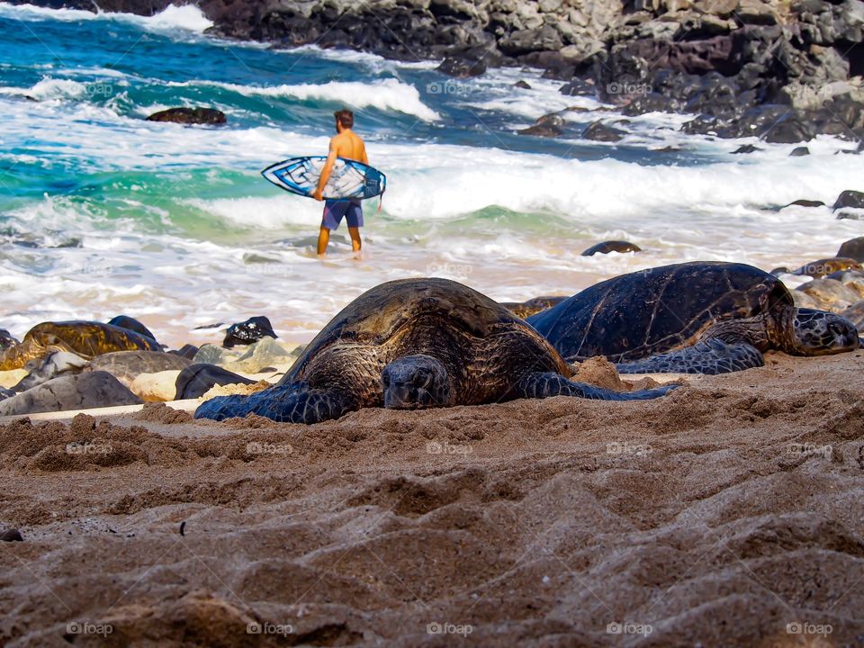Large turtles rest on the beach as surfers go by, Maui. 