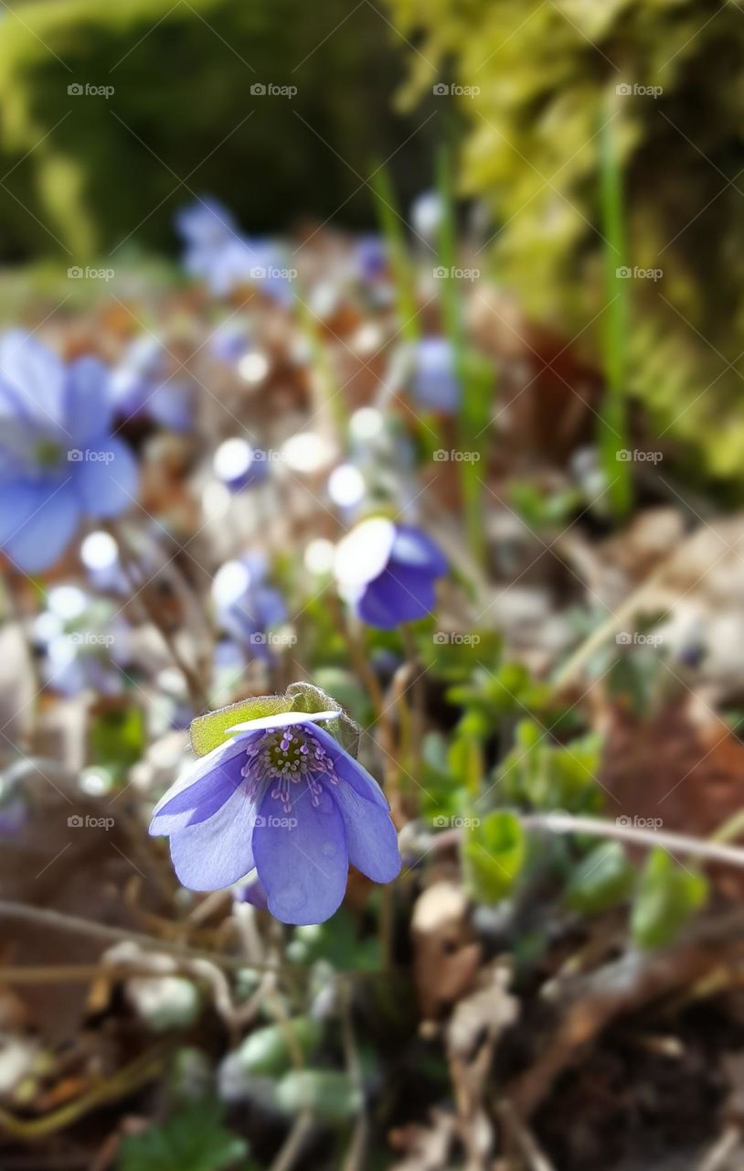 Hepatica