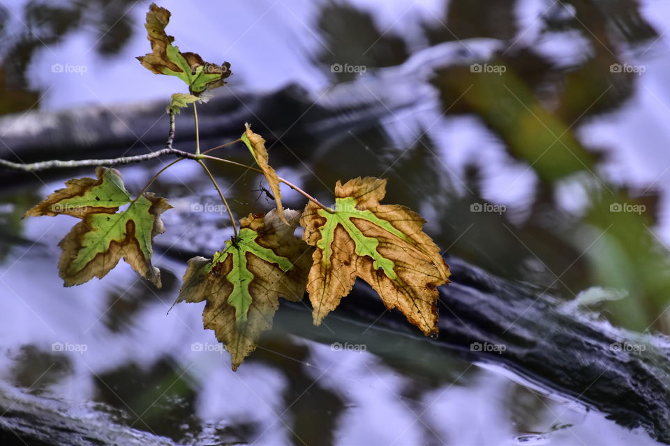 leaves of a fallen tree