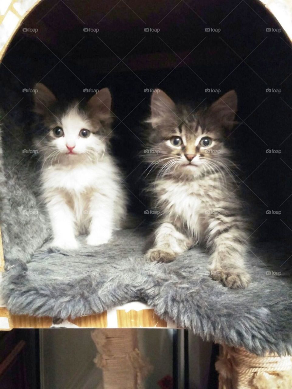 Маленькие наблюдатели