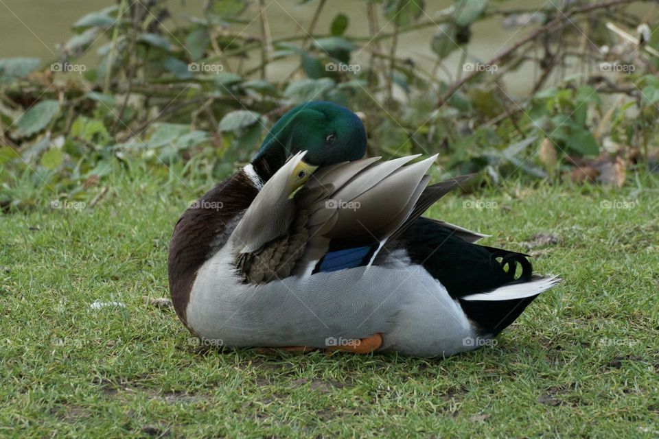 A duck cleaning itself on the grass