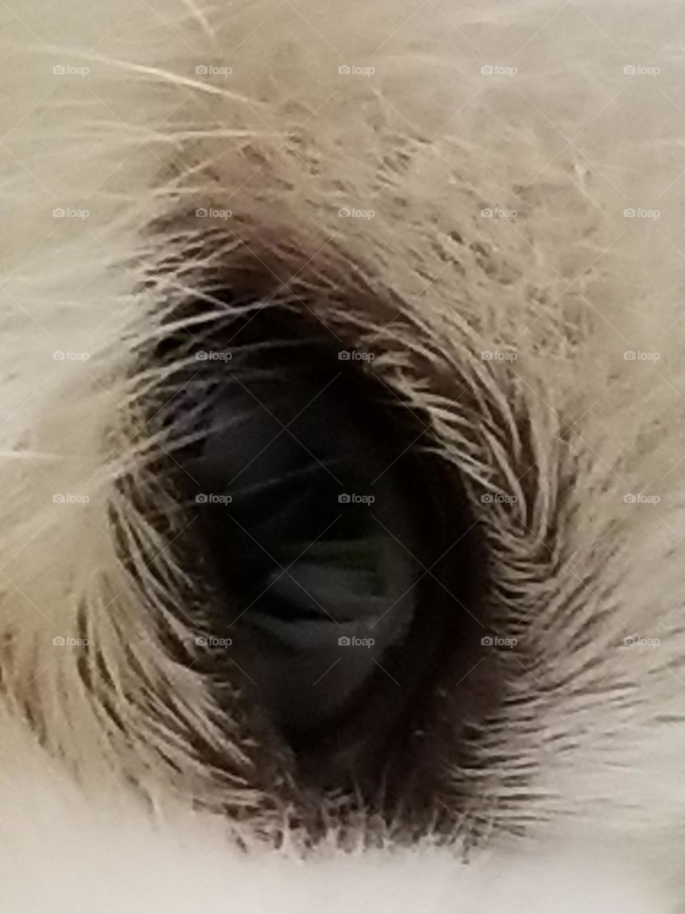 eye