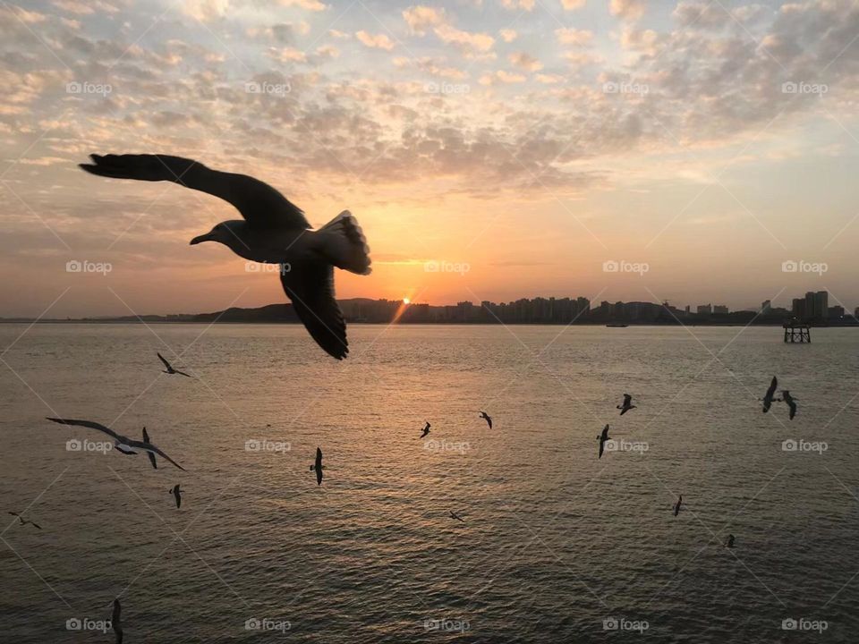 Seagulls in the sunset