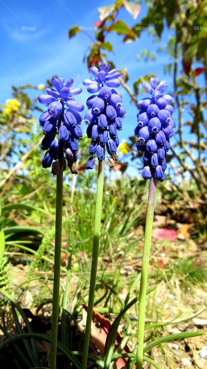 flowers