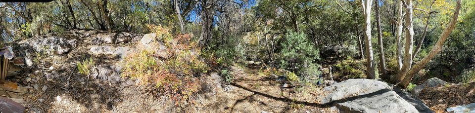 Arizona high desert fall views of vegetation 