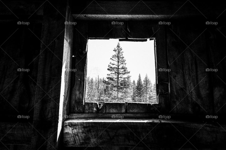 tree through old window in cabin