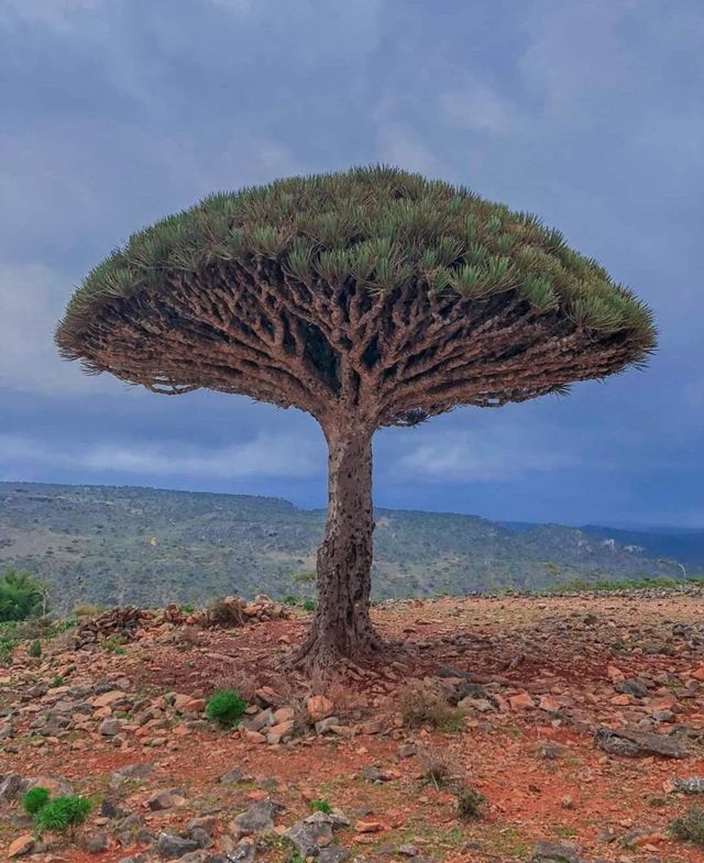 The tree of the blood of the two brothers, Socotra, Yemen