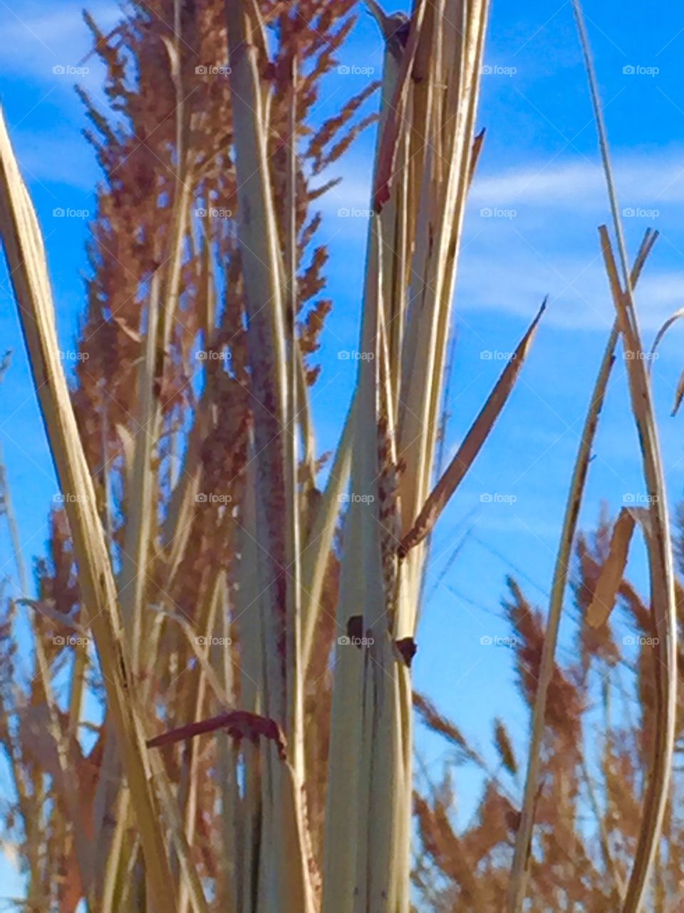 Corn stocks in winter