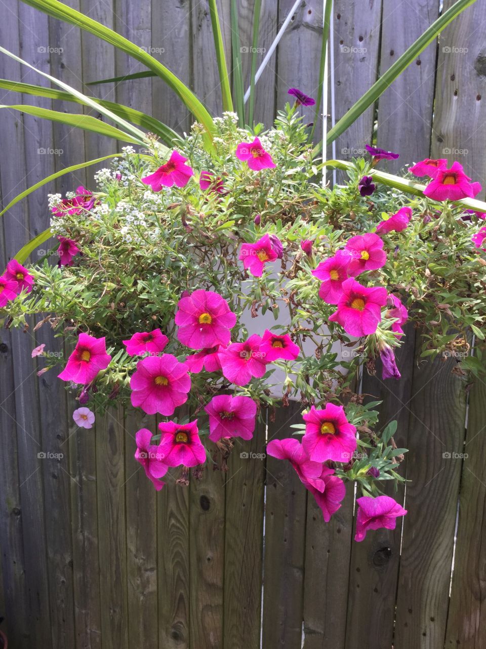 Hanging flower basket 