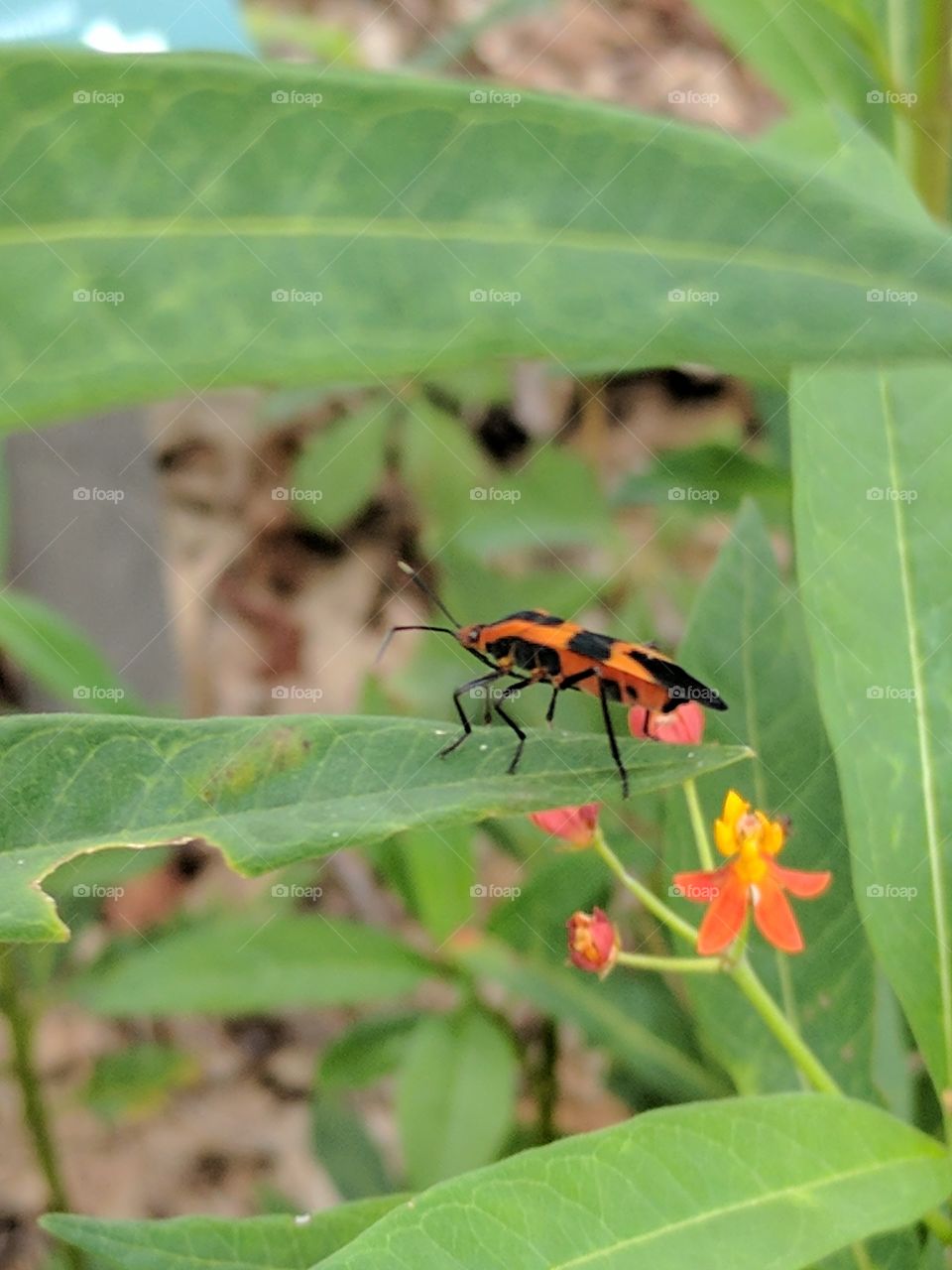 milkweed bug on the move