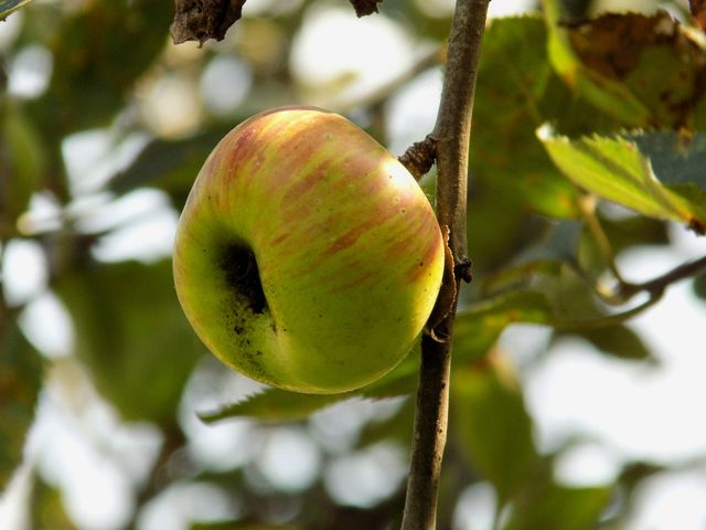 Hanging apple
