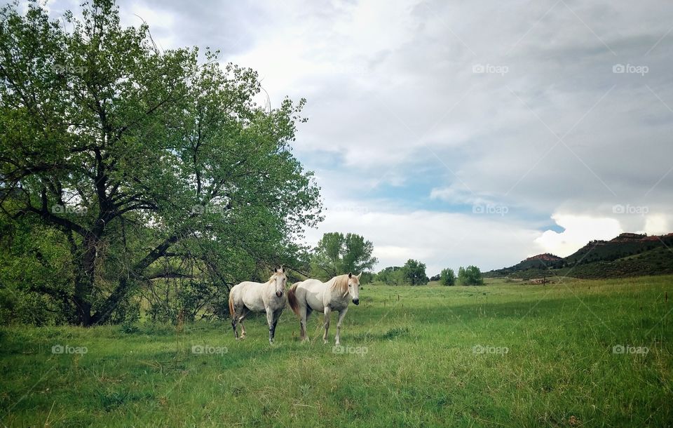 Two white horses on a ranch in Colorado
