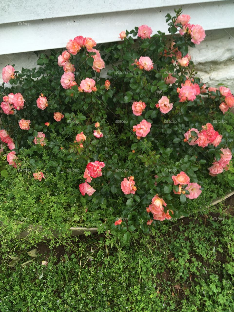 Roses roses roses this bush has gone crazy! This is my time of year.         