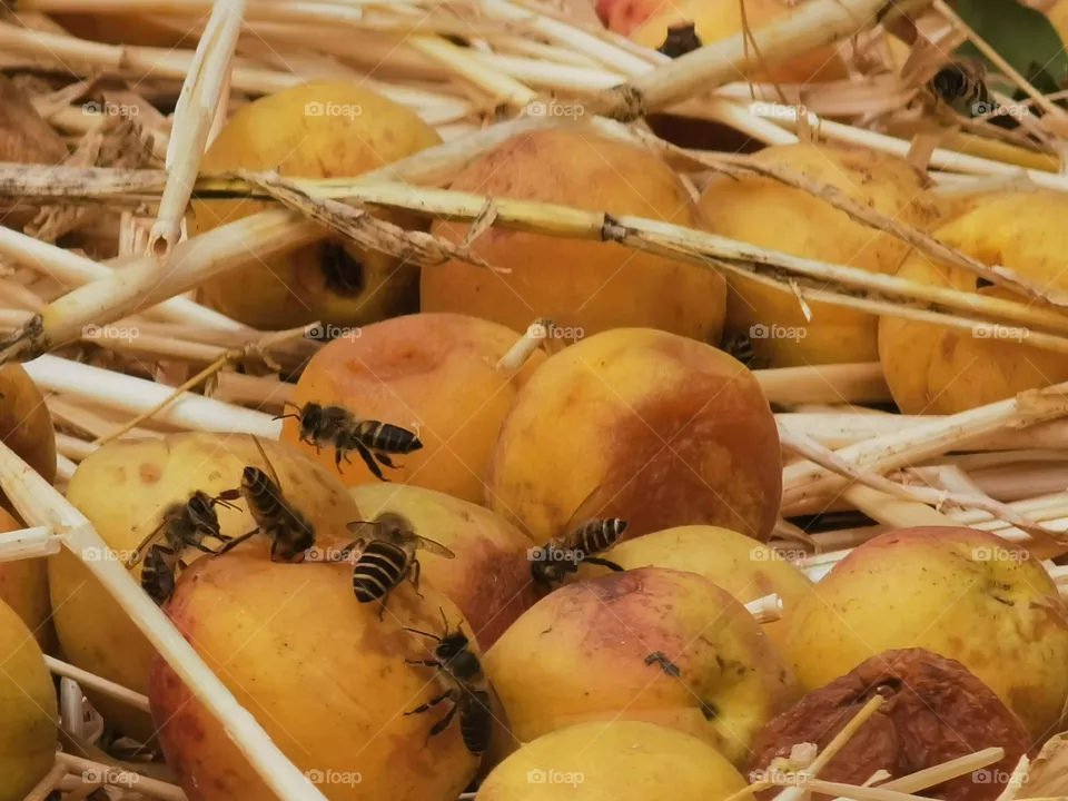 honey bees busy bee