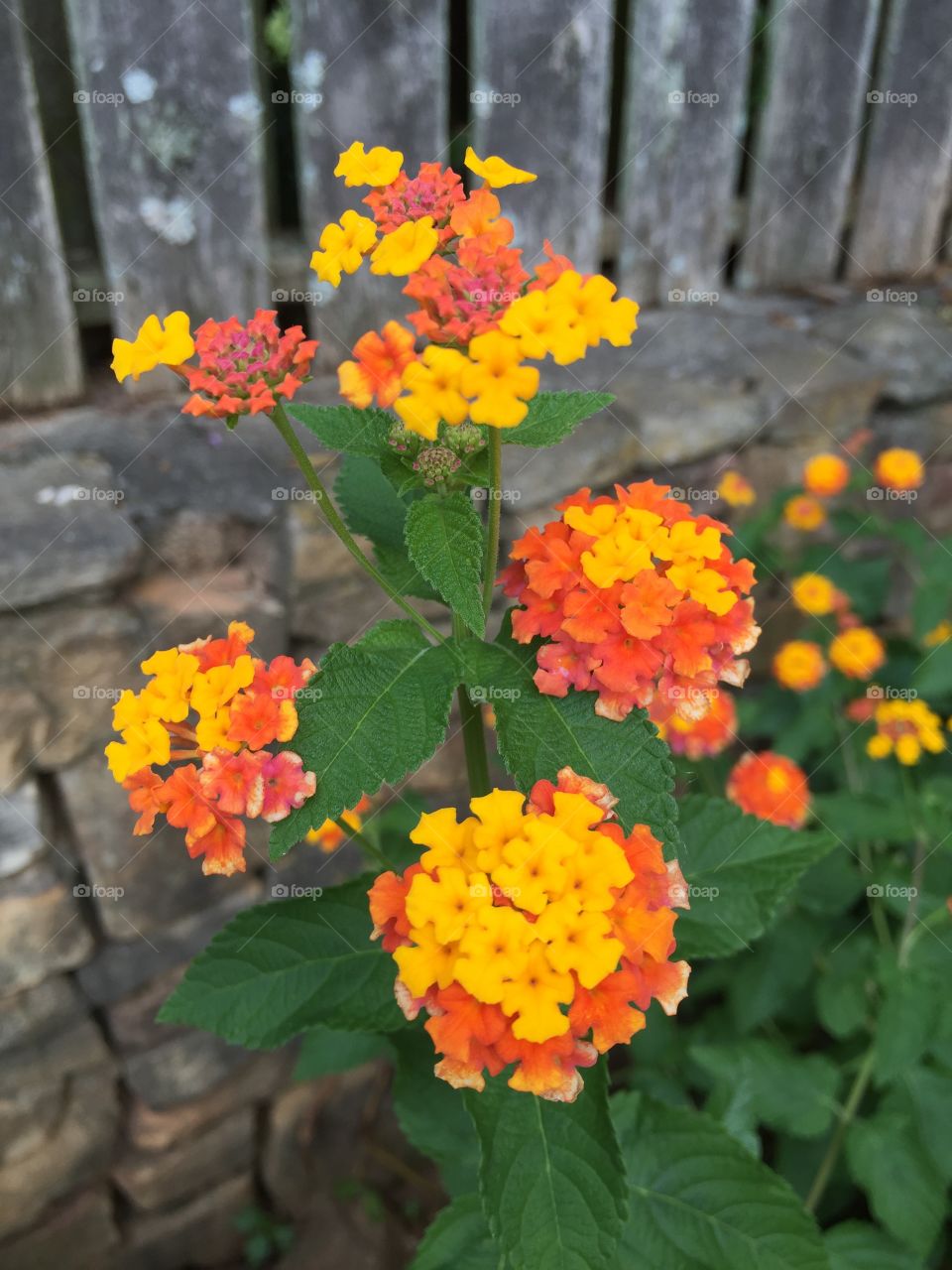 Elevated view of lantana flower