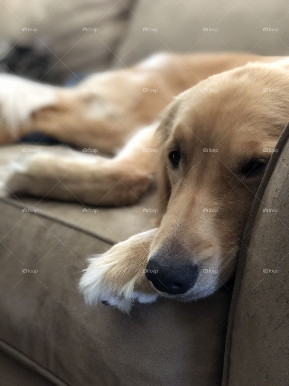 Couch dog