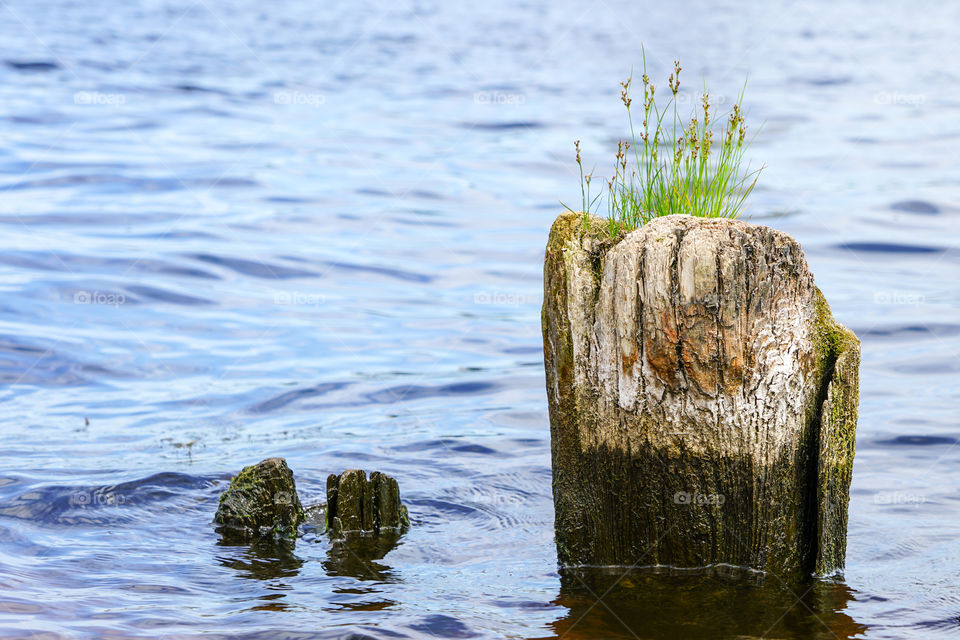 green grass grows on a old rotten port pier