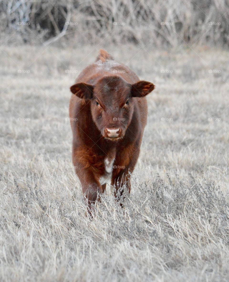 Baby calf standing on the grassy field