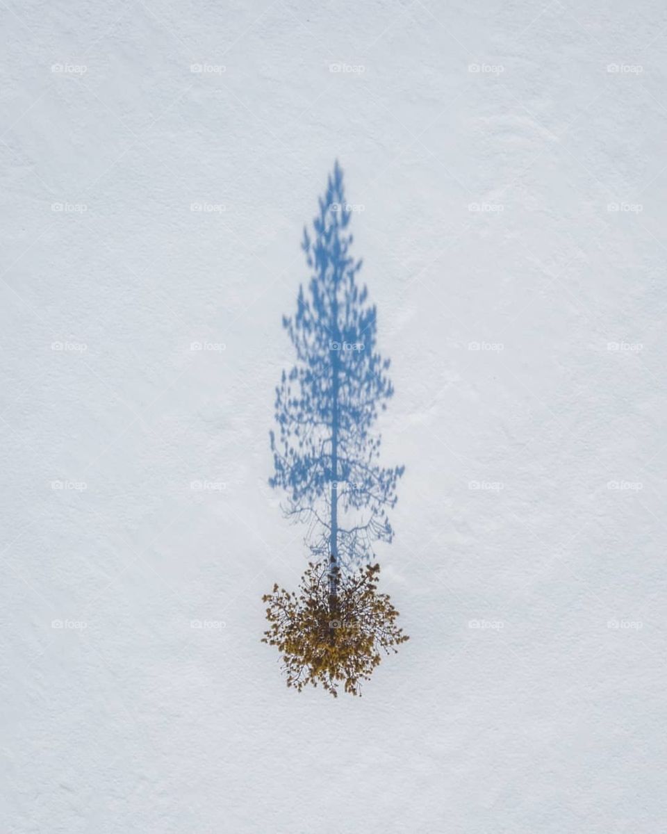 art, art object, winter, wintertime, snow, tree, trees, tree in winter, the shadow of a tree