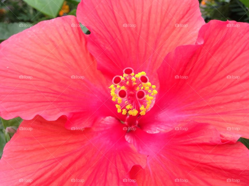 Hibiscus