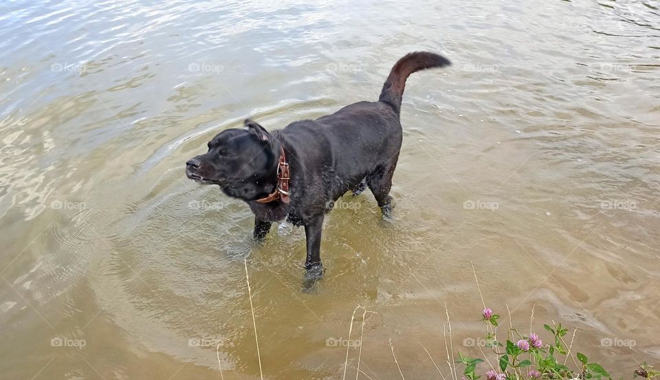 dog on a water lake summer time, mobile photography